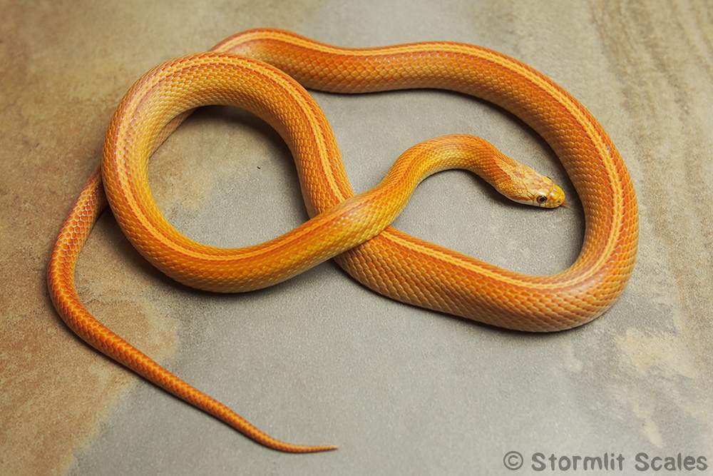 Corn snake (Pantherophis guttatus) Breeder Pantherophis guttatus 