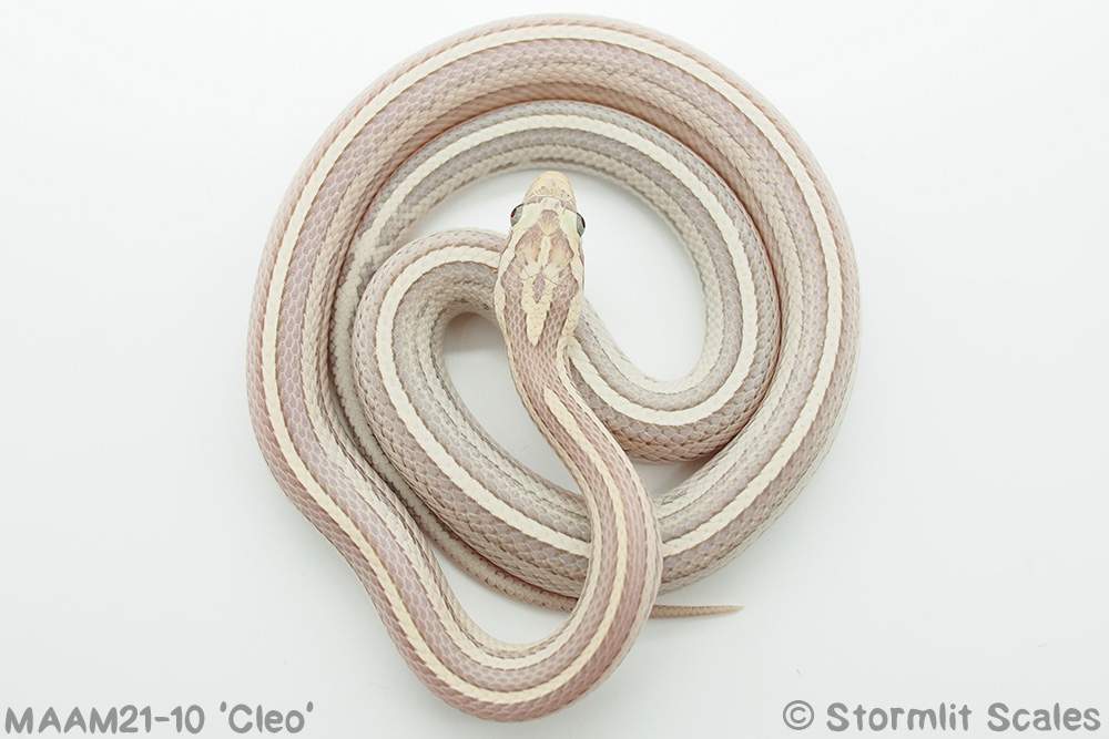 Corn snake (Pantherophis guttatus) Breeder Pantherophis guttatus 