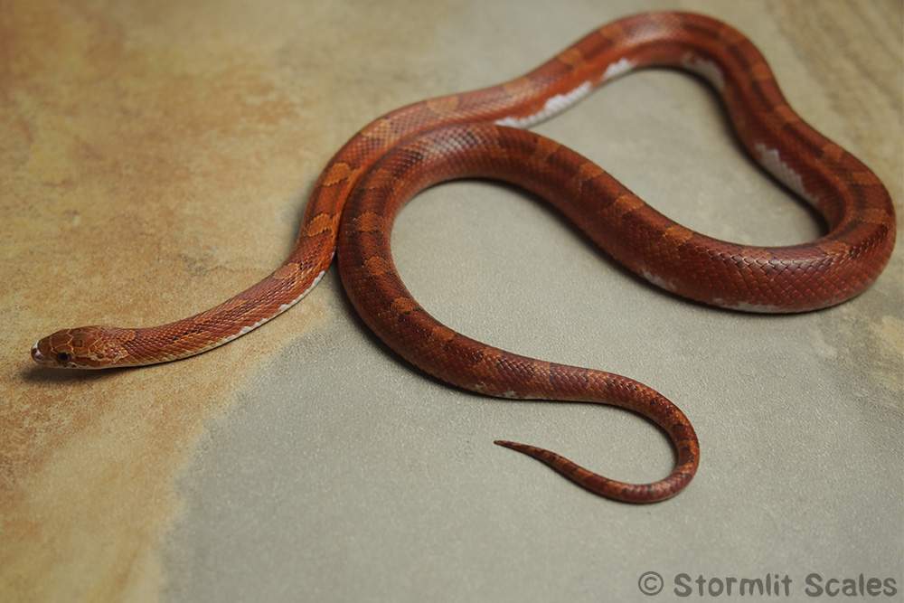 Corn snake (Pantherophis guttatus) Breeder Pantherophis guttatus 