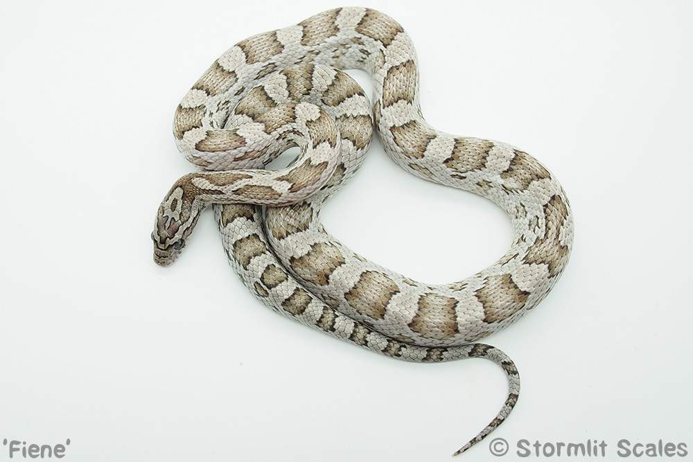 Corn snake (Pantherophis guttatus) Breeder Pantherophis guttatus 