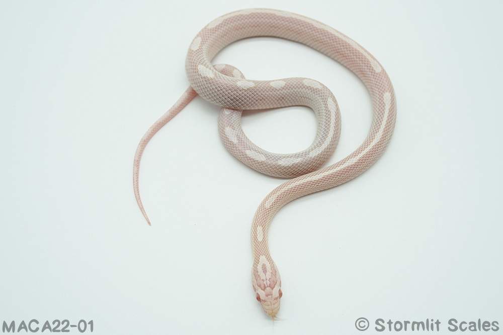 Corn snake (Pantherophis guttatus) Breeder Pantherophis guttatus 