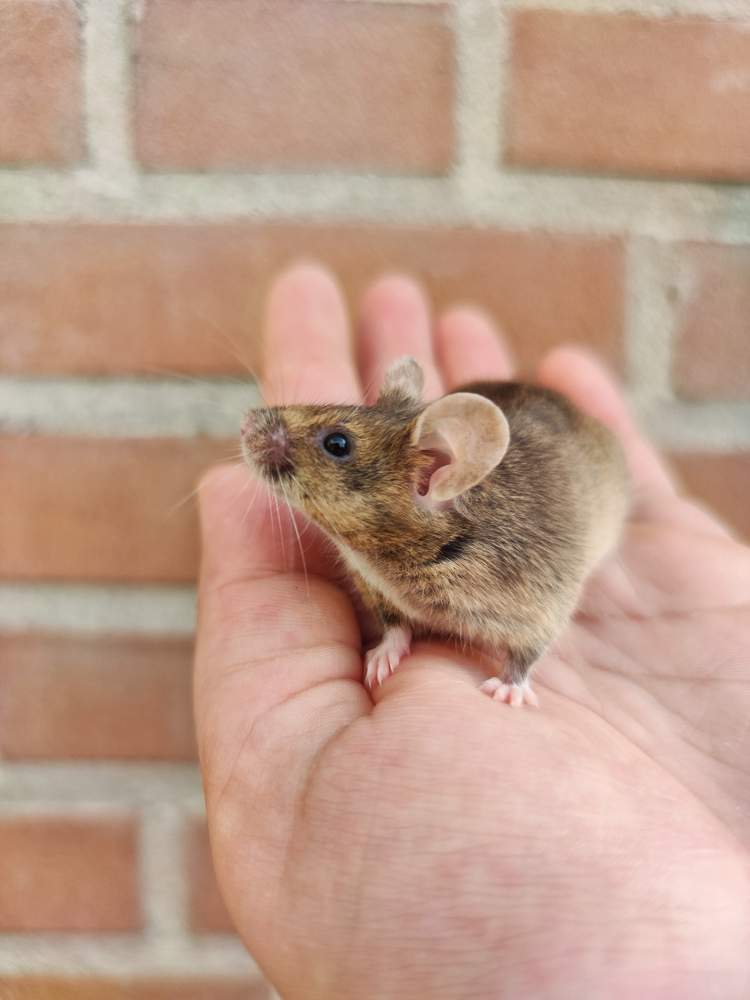 Fancy mouse Retired Mus musculus 