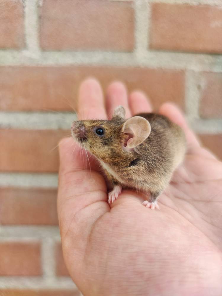 Fancy mouse Pet only Mus musculus 