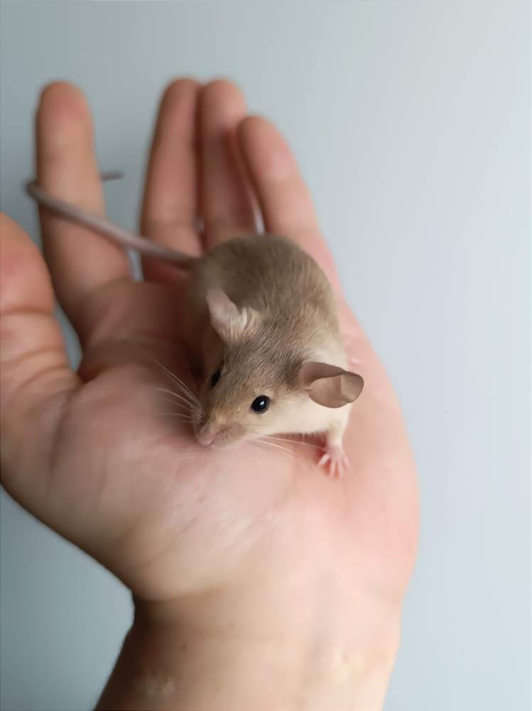 Fancy mouse Pet only Mus musculus 