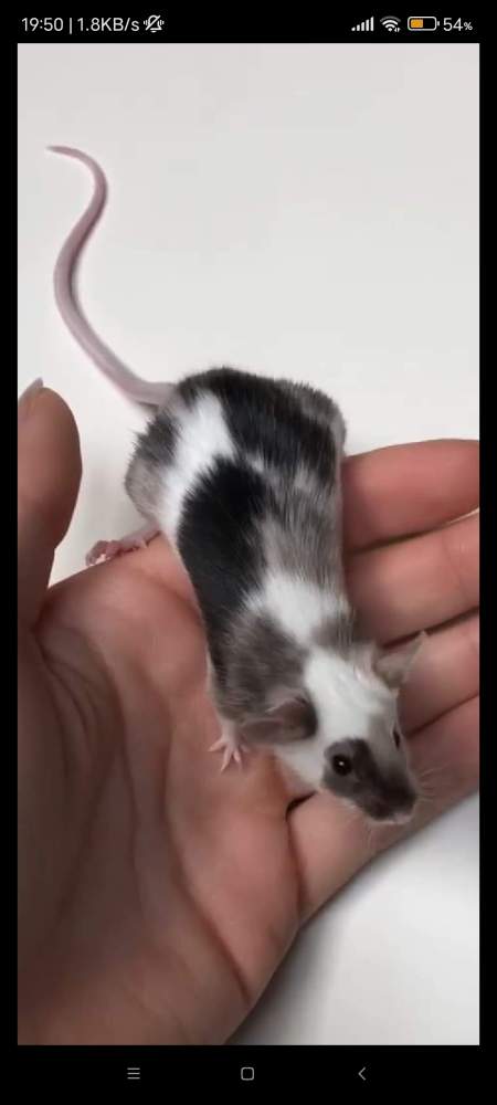 Fancy mouse Pet only Mus musculus 