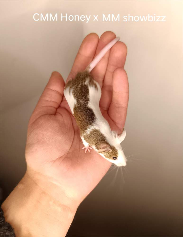 Fancy mouse Lost Mus musculus 