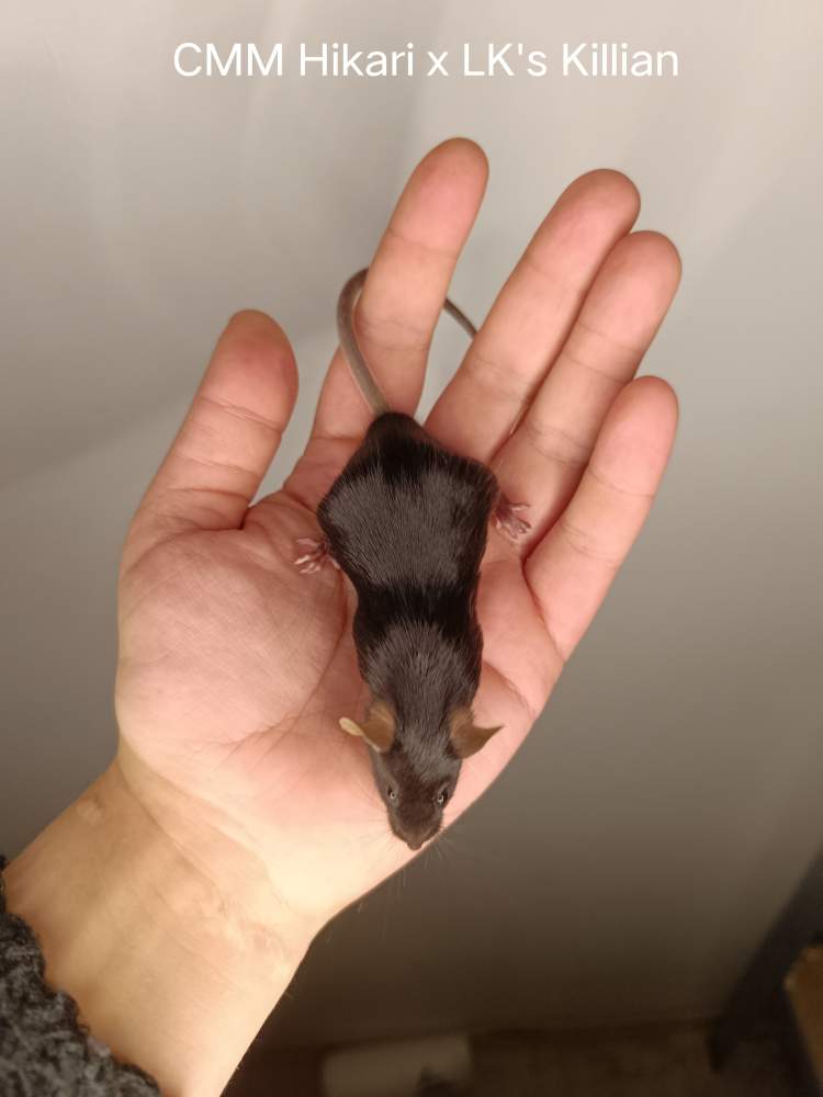 Fancy mouse Lost Mus musculus 
