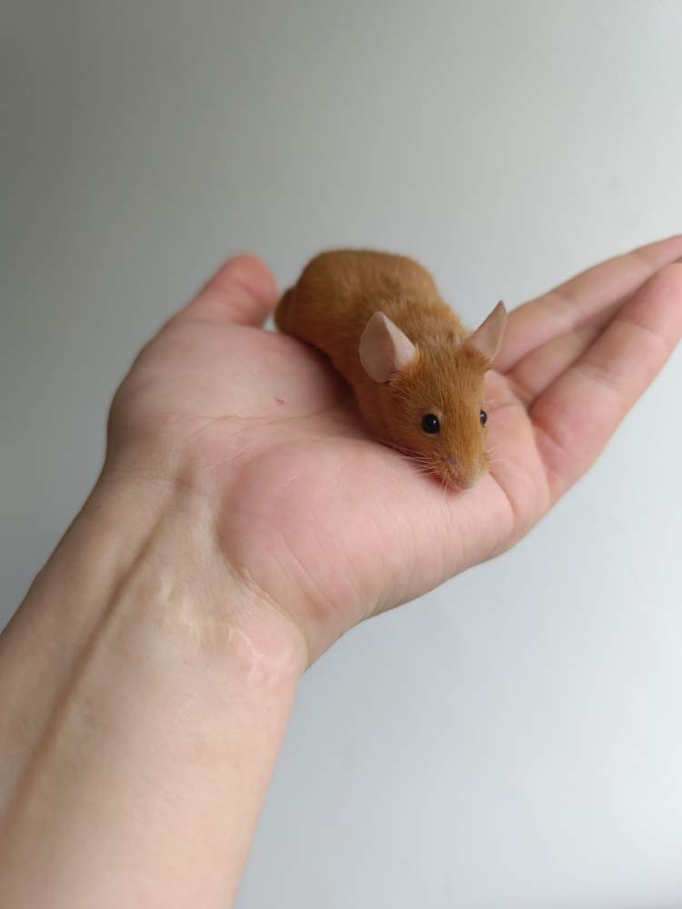 Fancy mouse Breeder Mus musculus 