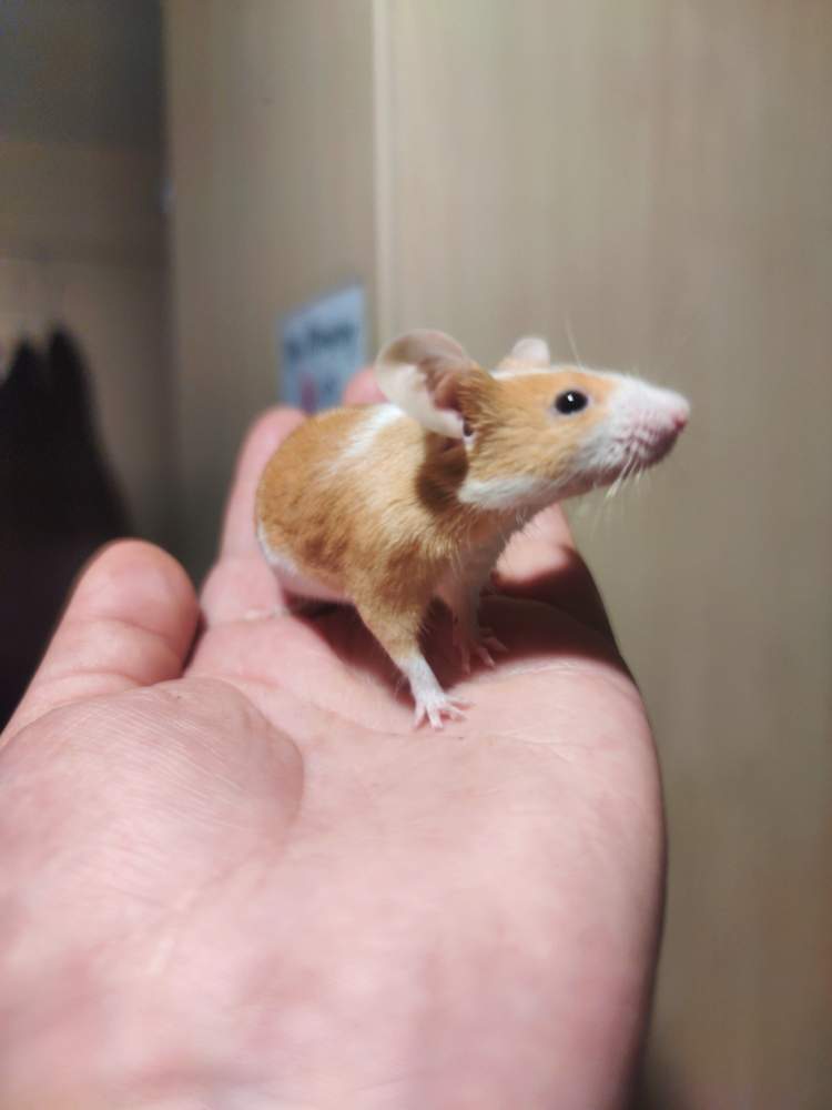 Fancy mouse Pet only Mus musculus 