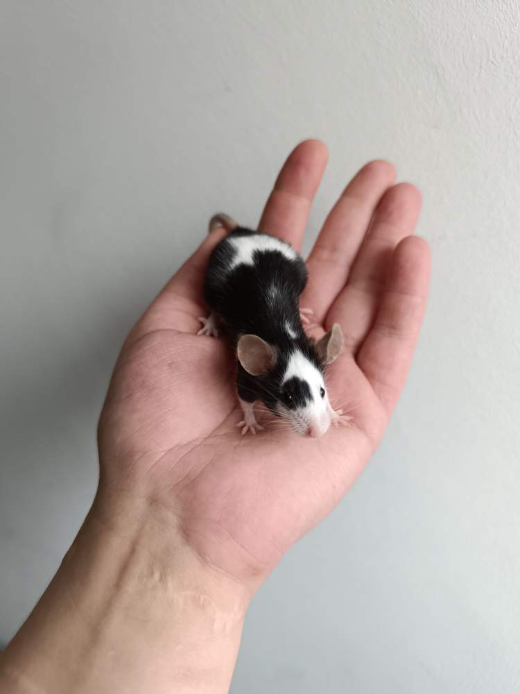 Fancy mouse Pet only Mus musculus 