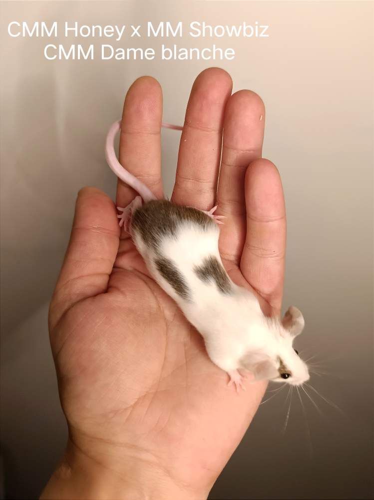 Fancy mouse Pet only Mus musculus 