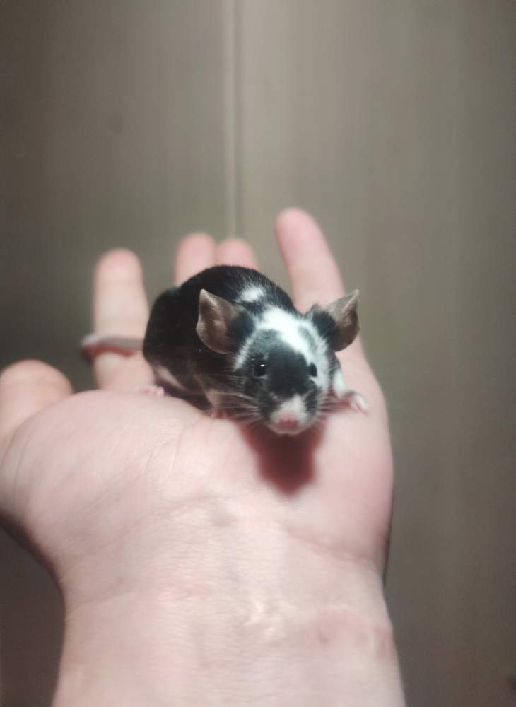 Fancy mouse Breeder Mus musculus 