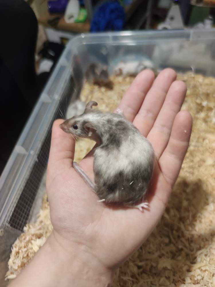 Fancy mouse Pet only Mus musculus 