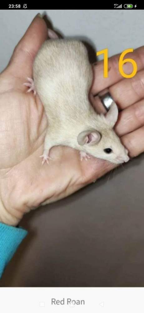 Fancy mouse Breeder Mus musculus 