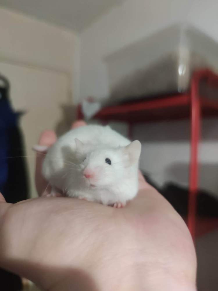 Fancy mouse Retired Mus musculus 