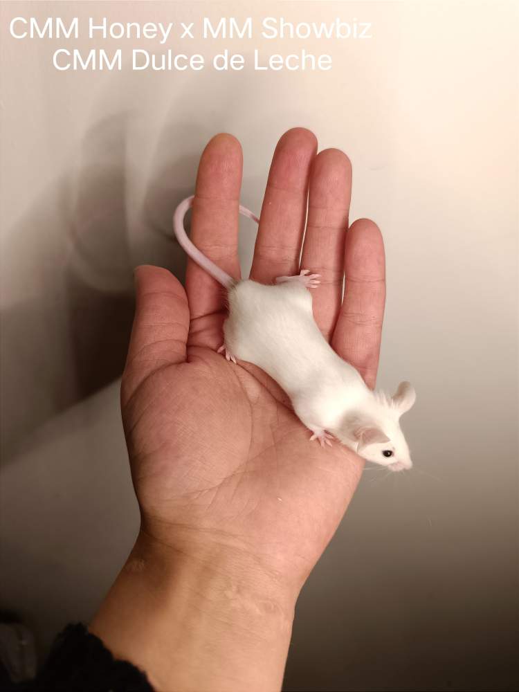 Fancy mouse Pet only Mus musculus 