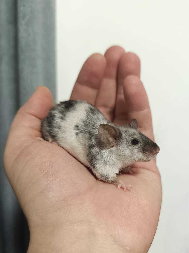 Fancy mouse Pet only Mus musculus 