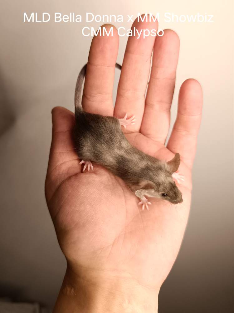 Fancy mouse Pet only Mus musculus 