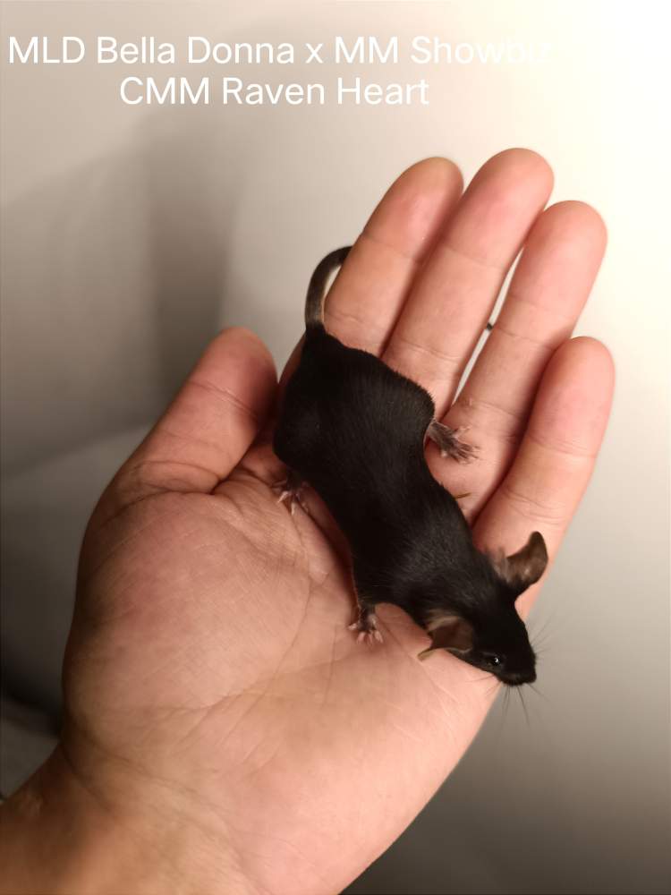 Fancy mouse Pet only Mus musculus 