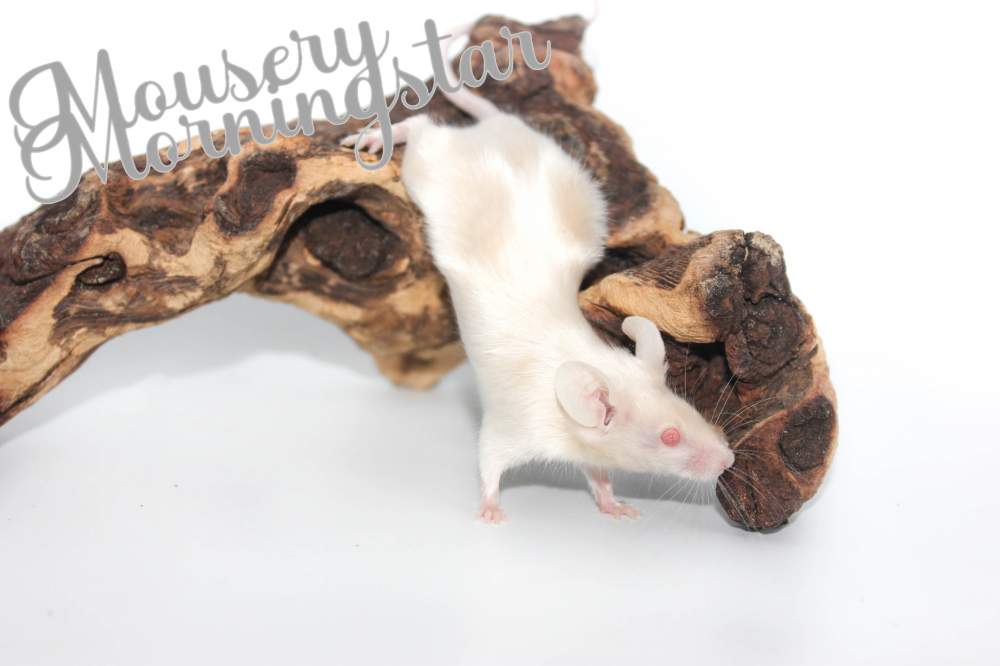 Fancy mouse Breeder Mus musculus 