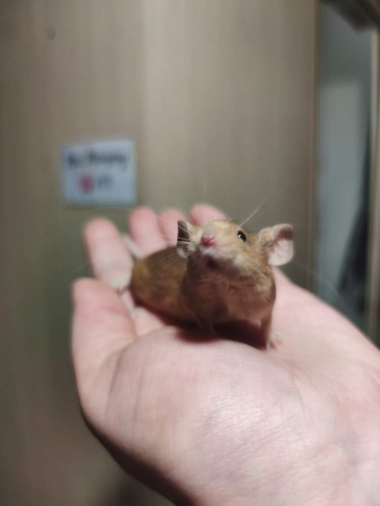 Fancy mouse Pet only Mus musculus 