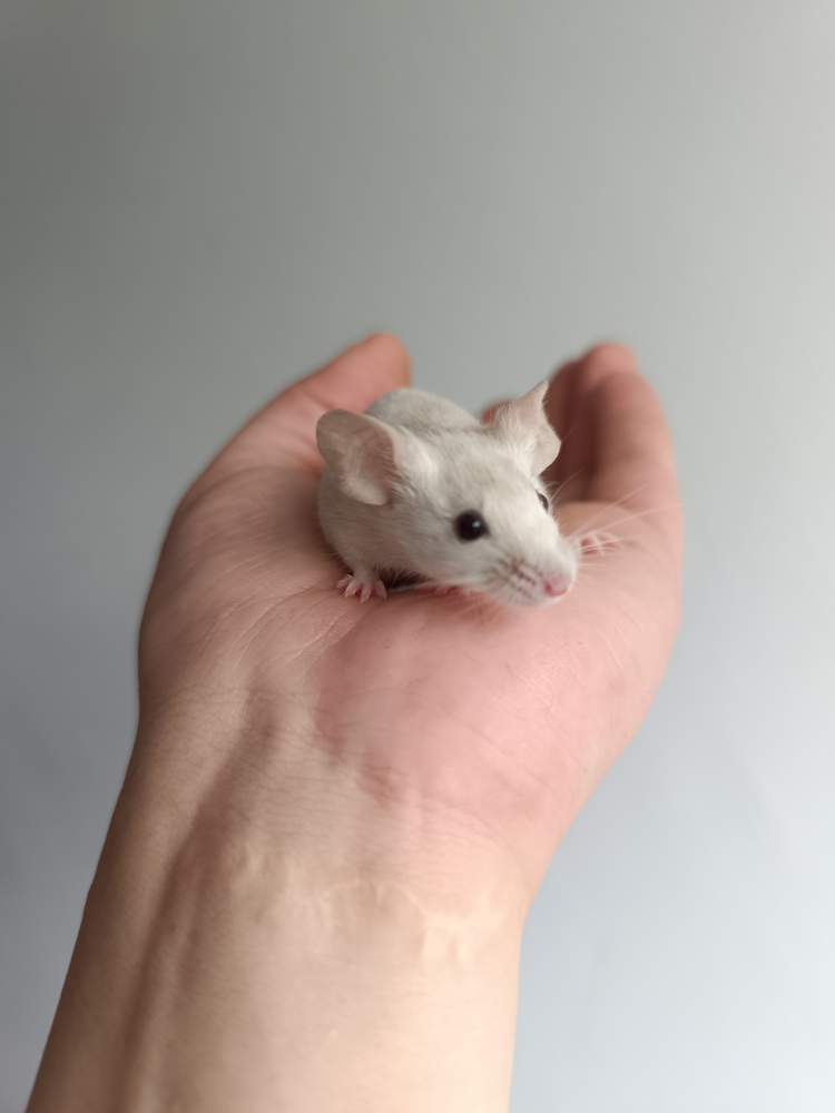 Fancy mouse Pet only Mus musculus 