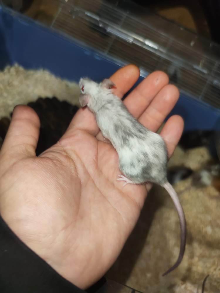 Fancy mouse Pet only Mus musculus 