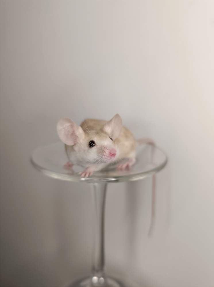 Fancy mouse Breeder Mus musculus 