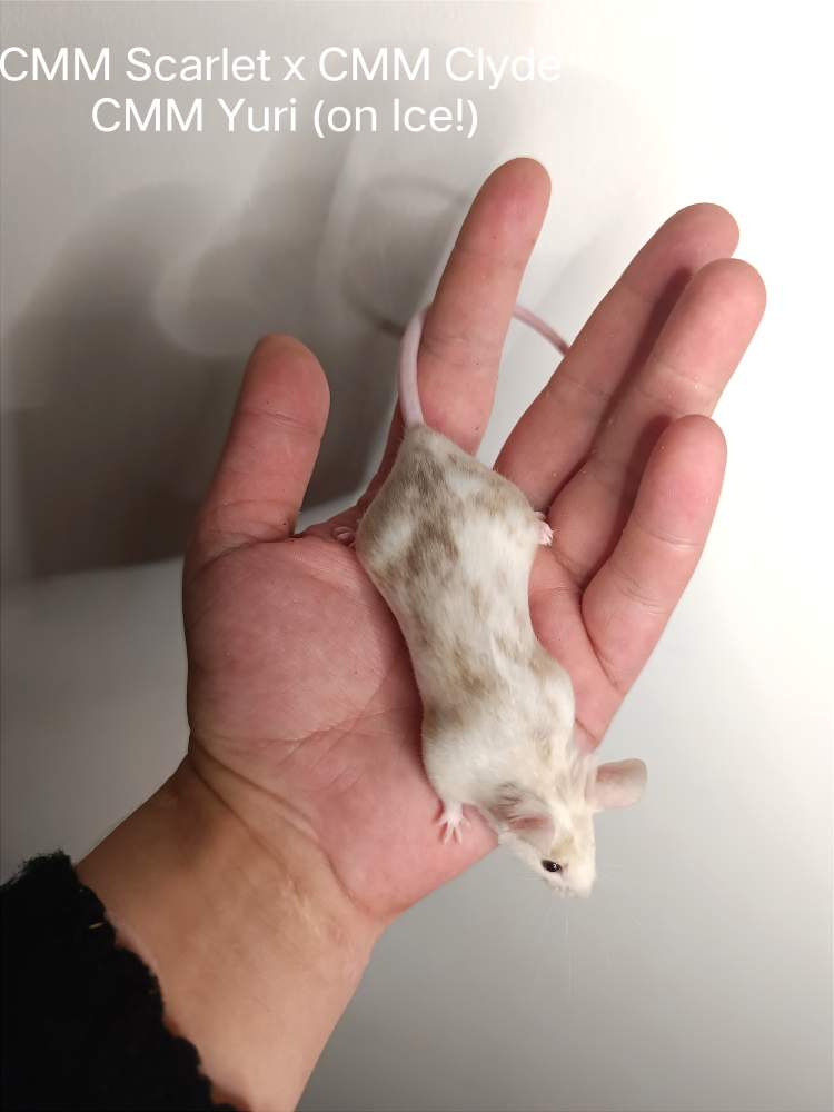 Fancy mouse Retired Mus musculus 