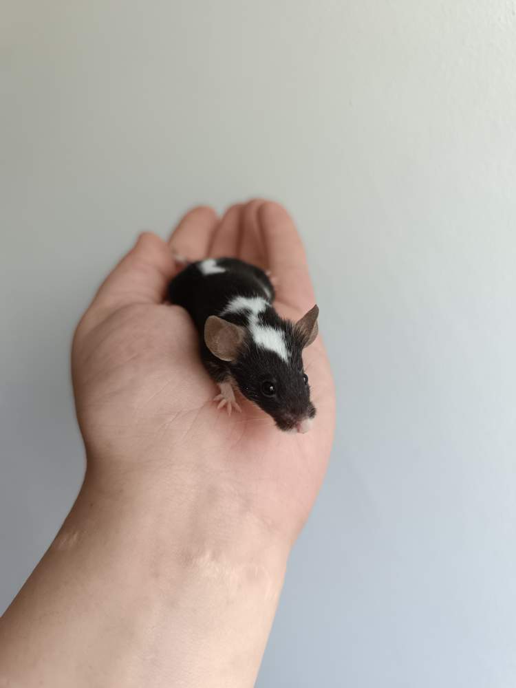 Fancy mouse Pet only Mus musculus 