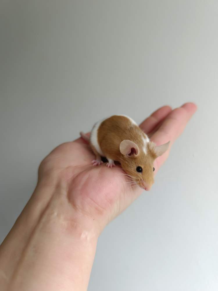 Fancy mouse Breeder Mus musculus 