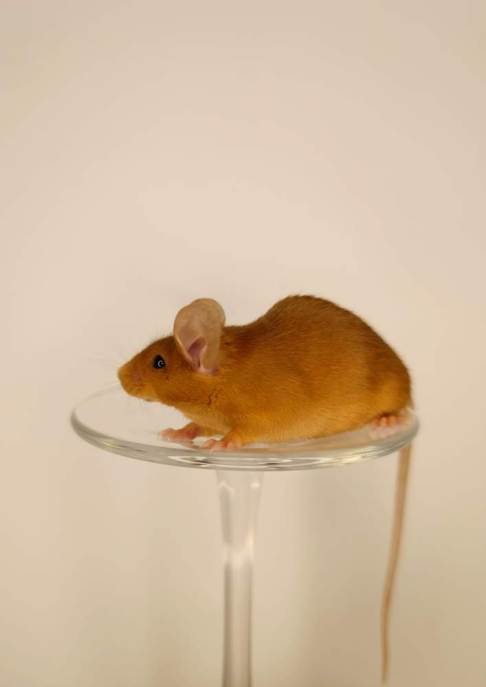 Fancy mouse Pet only Mus musculus 