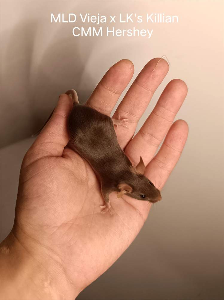 Fancy mouse Pet only Mus musculus 