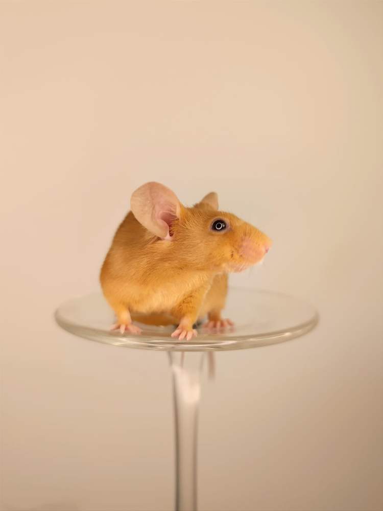 Fancy mouse Pet only Mus musculus 