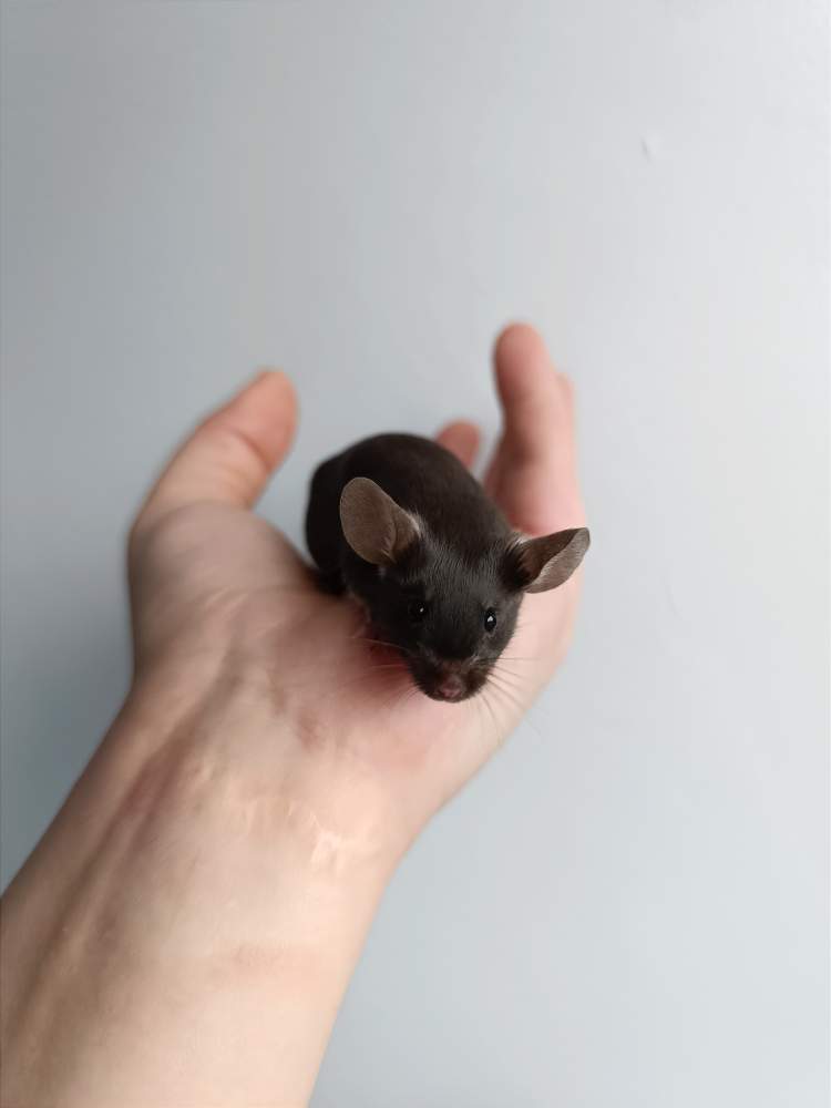 Fancy mouse Retired Mus musculus 