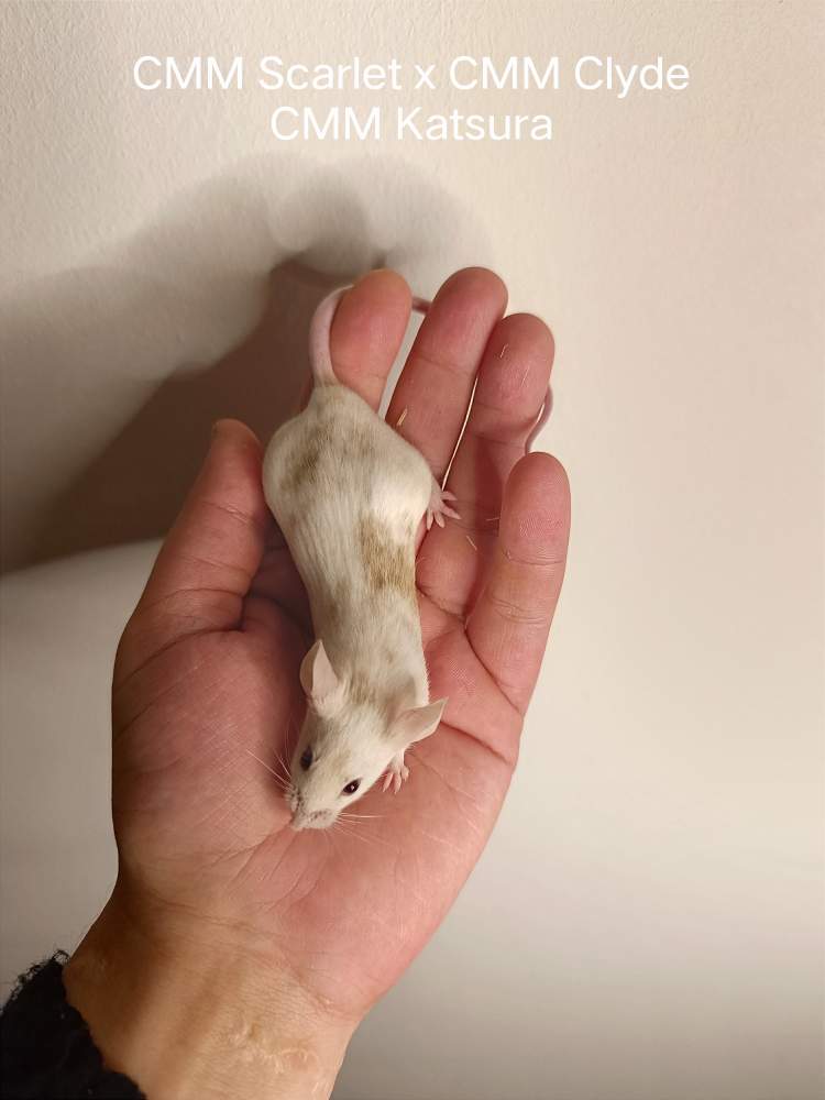 Fancy mouse Pet only Mus musculus 
