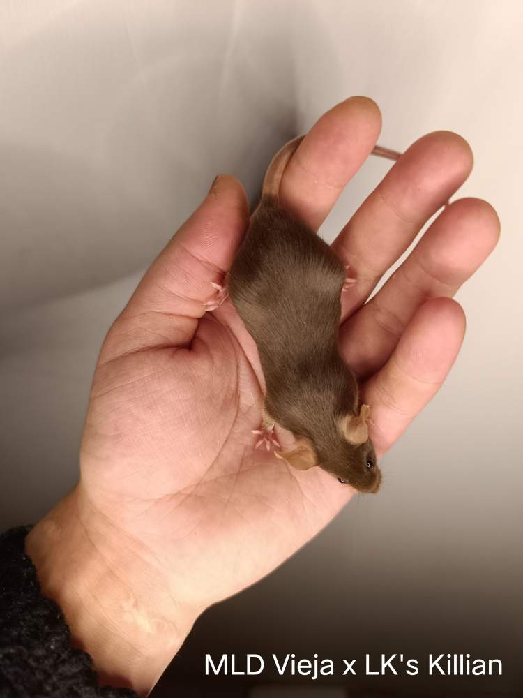 Fancy mouse Retired Mus musculus 
