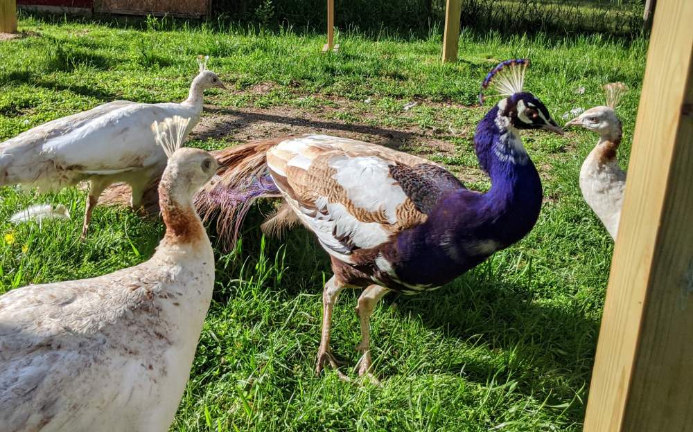 Indian peafowl Rehomed Pavo cristatus 