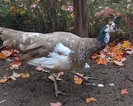 Indian peafowl Rehomed Pavo cristatus 