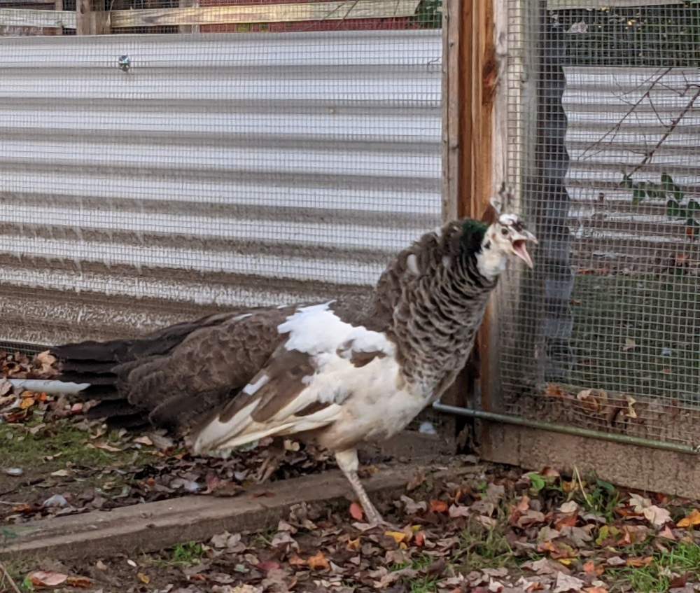 Indian peafowl Breeder Pavo cristatus 