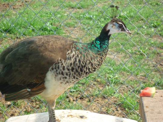 Indian peafowl Deceased Pavo cristatus 