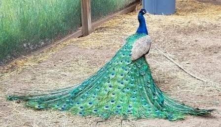 Indian peafowl Deceased Pavo cristatus 