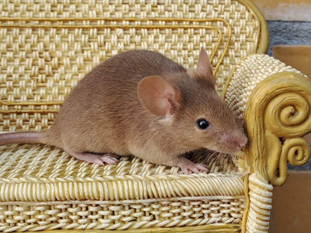 Fancy mouse Breeder Mus musculus 