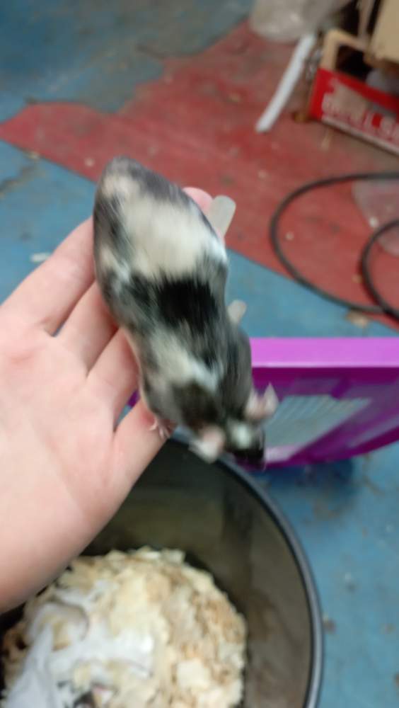 Fancy mouse Breeder Mus musculus 