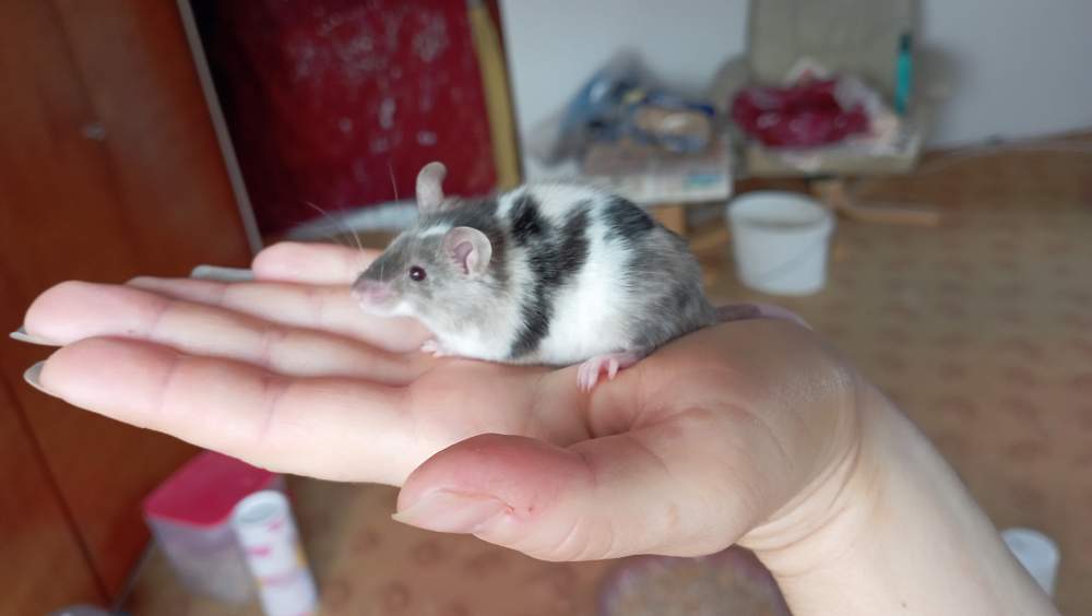 Fancy mouse Deceased Mus musculus Czechia, Ceske Budejovice