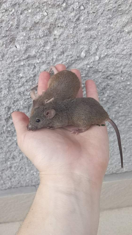 Fancy mouse Retired Mus musculus Czechia, Ceske Budejovice