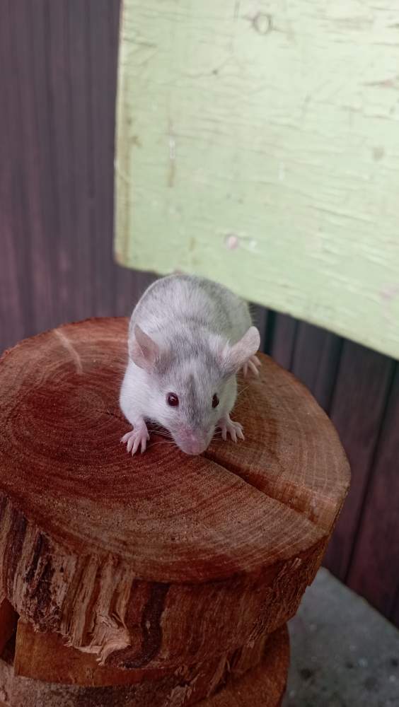 Fancy mouse Deceased Mus musculus Czechia, Ceske Budejovice