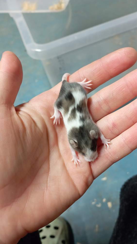 Fancy mouse Pet only Mus musculus 
