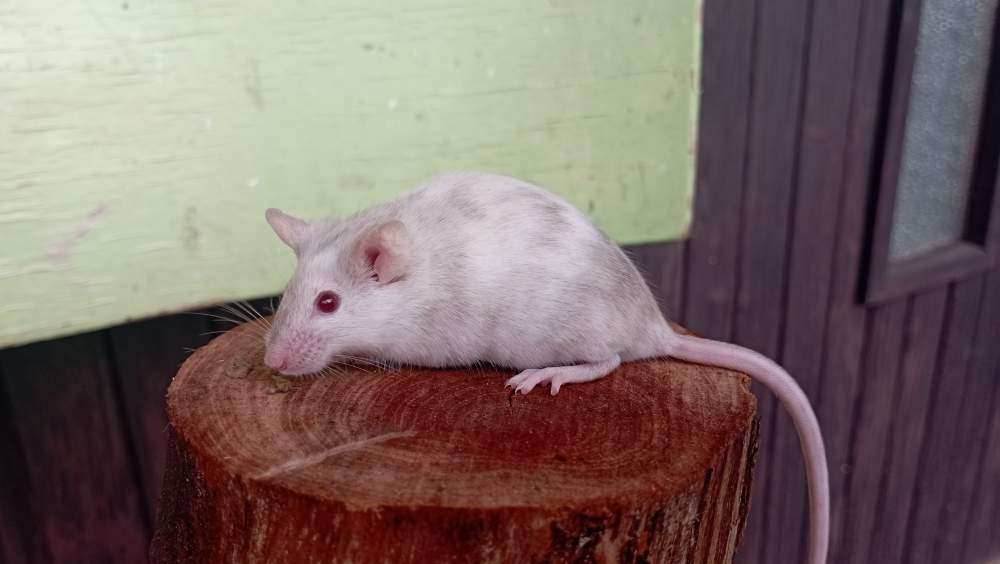 Fancy mouse Retired Mus musculus Czechia, Ceske Budejovice