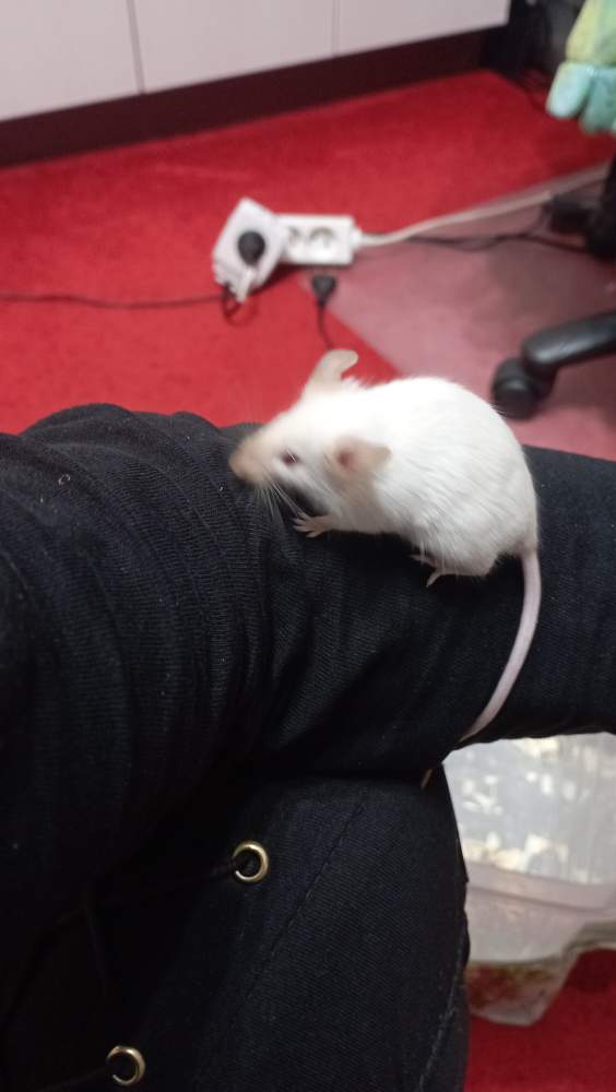 Fancy mouse Pet only Mus musculus Czechia, Ceske Budejovice